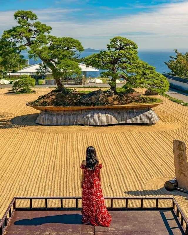 Dwarf giant oldest bonsai