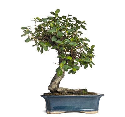 Ficus Bonsai