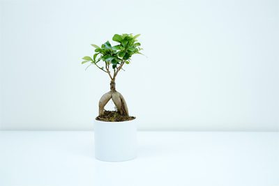 Comment fertiliser un bonsai ?