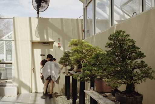 A bonsai needs lots of light to stay miniature. However, too much or too little light can lead to numerous bonsai tree problems. Similar to determining when to water, constant monitoring is the name of the game.
