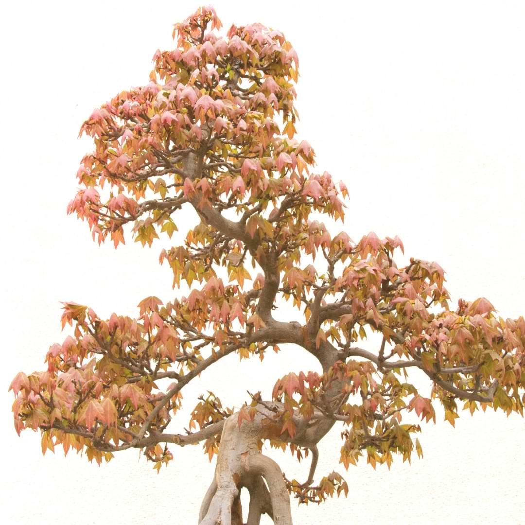 Trident Maple Bonsai Care Guide