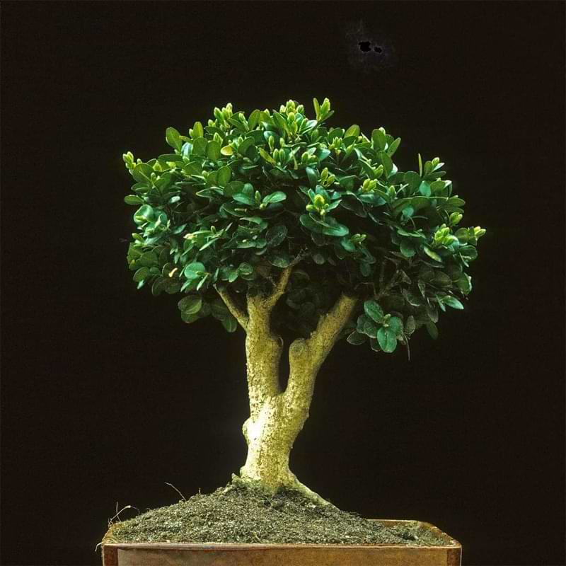 Boxwood Bonsai