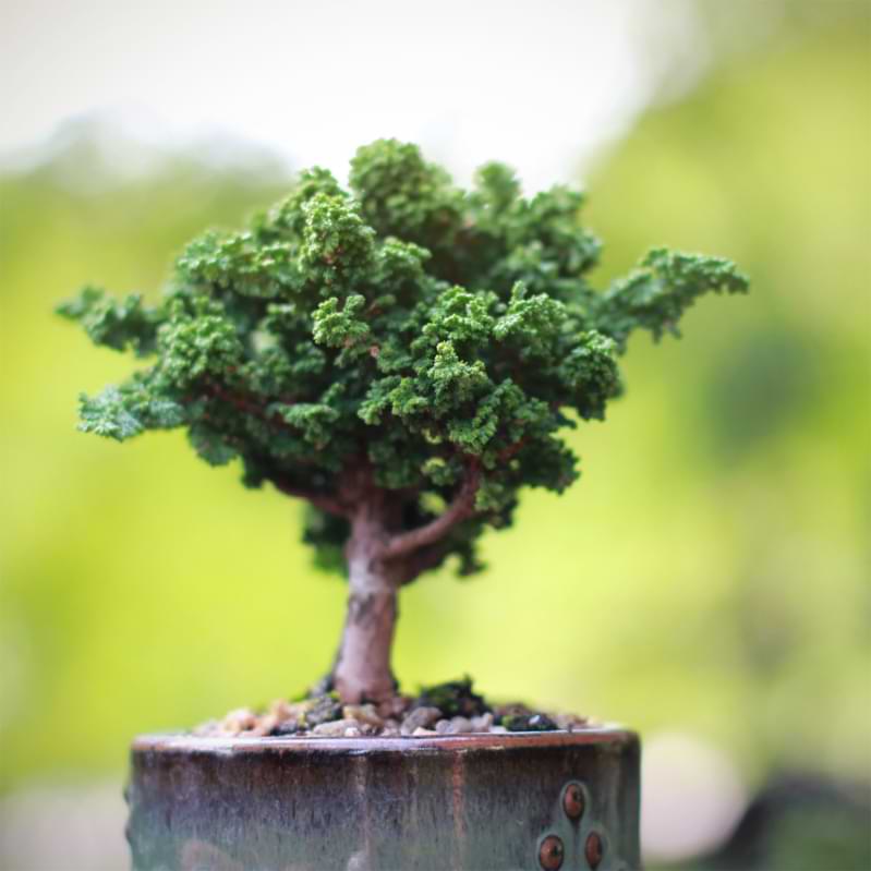 Hinoki cypress bonsai has dark-green leaves that form fanlike layers and grow on branches that resemble ferns. Here is a care guide.