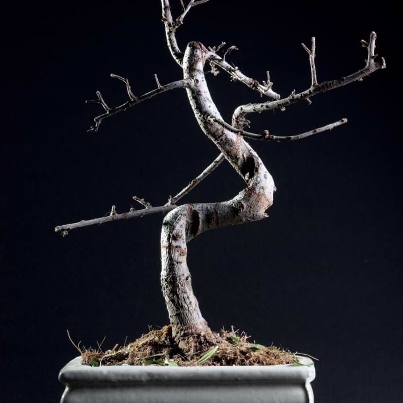 How to revive a bonsai