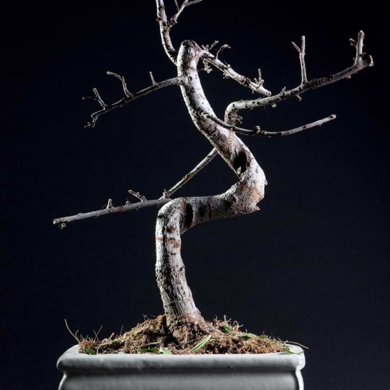 Bonsai Tree Turning Brown?