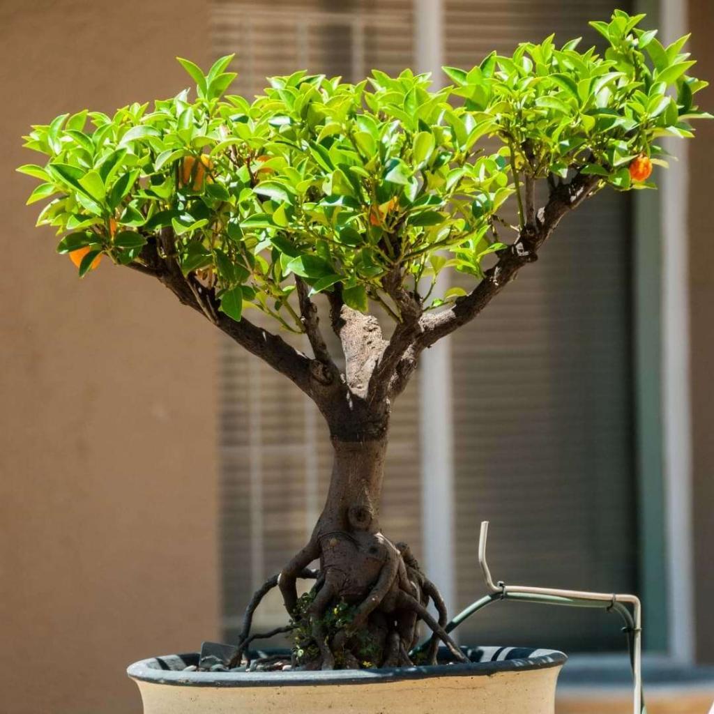 Orange Tree Bonsai