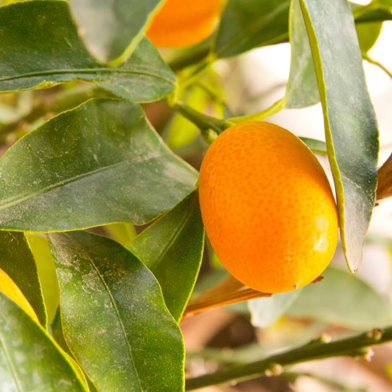 A bonsai orange tree is both beautiful to look at and provides fruit that can be eaten. With proper care, an orange tree bonsai can flourish.