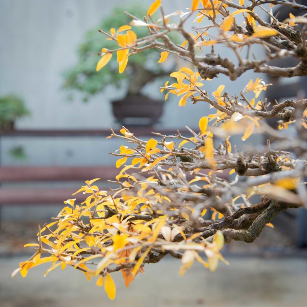 bonsai-yellow-leaves