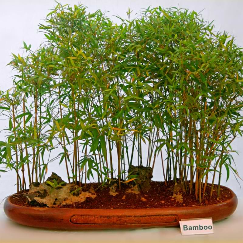Bamboo is one of the fastest-growing plants in the world, but despite this, bamboo is still highly popular as bonsai. That's because bamboo bonsai can be much easier to care for than other types of bonsai. Styling bamboo bonsai is a little trickier than styling other types of bonsai. You don't have quite as many options because bamboo doesn't have real branches. That being said, bamboo bonsai looks attractive and is styled in group planting to resemble a forest. Bamboo also tends to be very resilient, making it a better choice for beginners than other more delicate bonsai options. Bamboo is not just for beginners, though. Bonsai lovers enjoy adding bamboo as accents in their collections. Think bamboo would make a good addition to your bonsai collection? Keep reading to find out how to select and care for a bamboo bonsai. Selecting Bamboo for Bonsai Bamboo is a grass with a woody, hollow stem. There are over thousands of bamboo species growing in all kinds of climates from tropical to cold. Not every type of bamboo is good for bonsai. Bamboo is known for growing quickly. For this reason, dwarf bonsai is usually the best choice for bonsai. Otherwise, your bamboo bonsai can quickly get out of hand. Here are some of the varieties that work well as bonsai: Bambusa ventricosa: Also known as Buddha's Belly, the dwarf variety of this species is highly popular as bonsai. Being grown as bonsai encourages this plant to grow bulges and zigzags that give it character. Bambusa multiplex: Choose the dwarf varieties called tiny fern or tiny fern striped to get one of the smallest types of bamboo. They have small leaves that are the appropriate scale for bonsai. I'd recommend this type for beginners. Pleioblastus fortunei: Commonly called Dwarf White Stripe, this species is compact and makes a good choice for bonsai. However, you'll need to plan to prune the roots frequently to keep this plant the right size. Pseudosasa owatarii: This variety naturally only grows about a foot tall, making it easier to grow as bonsai. This species also happens to tolerate colds down to 0 degrees Fahrenheit, so you can leave it outside all year long in most climates. Other varieties of bamboo can work well as bonsai. Think about whether you want tropical bamboo or a more hardy bamboo when choosing your variety. You'll have the most success if you choose a bamboo that is a dwarf variety or one that naturally stays small. There are also some common houseplants that have bamboo in their names but are not actually bamboo plants. Although not part of the bamboo family, these plants are still beautiful: Lucky bamboo: This attractive plant looks like bamboo, but it's actually a type of water lily. Lucky bamboo looks beautiful, but it's just not a bamboo plant. Heavenly bamboo: Despite the name, heavenly bamboo isn't bamboo. Although it's a shrub rather than grass, it does grow in similar conditions to bamboo. Heavenly bamboo does grow well in a container, and it makes a nice houseplant. If you're interested in real bamboo, though, pick a different plant. Depending on the type of bamboo you choose, the care you provide will be a little different from one variety to another. Next, we'll talk about the general guidelines for growing bamboo as bonsai. Position If the climate in your area permits, bamboo does best when it is grown outdoors year-round. Bamboo that naturally grows in a moderate climate can handle being outdoors all the time (unless you live somewhere with extreme cold). This type of bamboo will go dormant during the winter and continue growing when the weather warms up. Most bamboo prefers a location with a lot of sunlight, so don't put it in a shaded area. Tropical bamboo will most likely need to be indoors year-round or at least during the winter (unless you live in a tropical climate). When bamboo is indoors, place it somewhere it will get 10 hours of sunlight each day. You may need to use artificial light if you cannot provide enough natural light. Tropical bamboo continues growing throughout the winter. Tropical bamboo usually likes a humid environment. If you keep tropical bamboo indoors, be sure that it gets enough humidity. You can raise the humidity levels by placing several plants together to create a more humid microclimate, by using a humidity tray, or by placing open containers of water near the bamboo. If your house has low humidity levels, you may need to use a humidifier to keep your tropical bamboo bonsai happy. Temperature The best temperature for bamboo depends on the type of bamboo. In general, bamboo can handle high temperatures, but it may need extra shade and water during this time. Most often we assume that bamboo is a tropical plant, and a lot of varieties are from tropical areas. However, there are varieties of bamboo that grow in moderate and even cold climates. These varieties will go dormant during the winter and can handle colder temperatures. Soil Bamboo grows best in soil that is loamy, well-draining, and slightly acidic. Most commercial potting mixes are designed for exactly these features, so you don't necessarily have to buy a potting mix specifically for bamboo. Bamboo is not nearly as picky as some other common bonsai plants; however, you should use fresh soil each time you repot your bonsai. How Often Do You Water Bamboo Bonsai? Bamboo dries out quickly, so it needs to be watered regularly. Check the soil before watering each time. If the soil is mostly dry, then it's time to water again. Be aware that bamboo does not like to sit in a pool of water, so it's important that excess water is able to drain from your bamboo's container. Overwatering is the most common reason why plants die. Because bamboo needs more water than most plants, overwatering should only be a problem if excess water has no way to escape. Bamboo can go two to three days between watering when the weather is cooler. When it's hot, expect to water daily. Small containers dry out more quickly than larger containers. Bamboo can tolerate a little bit of drought, but don't forget to water it too often. I'd suggest bottom watering your bamboo by placing the container in a tray of water for about 10 minutes. This ensures that the soil is able to absorb as much moisture as it can hold. Sometimes soil has a hard time holding on to water poured over the soil when it's too dry. During hot summer days when everything dries out quickly, try switching to bottom watering. When Should You Fertilize a Bamboo Bonsai? Because bamboo bonsai grows in a small container, it needs to be fertilized regularly. You don't want to over fertilize, though. Bamboo is a quick grower, so providing too much fertilizer can cause your bamboo to grow out of control. [EMBED BONSAI FERTILIZER VIDEO] Apply a gentle, balanced fertilizer to your bamboo once a week to give it enough nutrients to thrive without going overboard. To me, it's easiest to use a liquid fertilizer because you have more control over the amount you apply. Bamboo is a hardy plant, so don't worry if you forget to fertilize it every once in a while. When to Repot Bamboo Bonsai? Since bamboo is a fast grower, you might need to repot your bamboo bonsai once a year if its roots seem to be running out of room. For a few varieties of slower-growing bamboo, you might be able to stretch repotting to once every other year. If possible, time the repotting right before the main growing season. Repot tropical bamboo between the end of spring and beginning of the summer. Repot other bamboo varieties during the middle of spring. When you repot, remove the old potting mix from the container. Be sure to get rid of any potting soil clinging to your bamboo's roots as well. Use sterile scissors or pruning shears to cut off old roots. This won't hurt the bamboo, and it's necessary to keep your bonsai from growing too fast. You can either use a new container for your bonsai or return it to the same container. Use fresh potting mix regardless of which container you use. Be aware that bamboo bonsai sometimes lose a few leaves after being repotted. This is not something to worry about unless a significant number of leaves die. If more than a few leaves die, your bamboo bonsai may have another problem. How to Bonsai Bamboo Bamboo bonsai are different from other types of bonsai. Because bamboo is a grass rather than a tree or shrub, it doesn't react the same way. As long as you choose a small variety of bonsai and stay on top of trimming and pruning, you don't have to worry as much about styling and shaping bamboo bonsai. Bamboo Bonsai Styling Bamboo bonsai is typically styled in a forest or group planting style. Given that bamboo tends to grow this way naturally, there are no other practical ways to style it. Bamboo is a colony plant that produces new shoots each year. You can remove some of the shoots and eventually new ones will grow in to take their place. The nice thing about bamboo is that if you mess up the styling, it will just grow more shoots anyway. Bamboo is not delicate, so you're unlikely to hurt it permanently. Unlike other bonsai, there's no need to wire bamboo bonsai into any particular shape. Just keep up with pruning and trimming. After 5-10 years, bamboo culms (the stems or shoots) will die. When this happens, just remove the dead culms. There should be enough other stems that losing a few each year won't dramatically affect your bonsai's appearance. Bamboo Bonsai Trimming and Styling Pruning and trimming are the things you must stay on top of with bamboo bonsai. Most bamboo types want to grow quickly. Prune any unnecessary shoots and trim the leaves frequently. If you live in a warm climate, you'll have to trim and prune more frequently because your bamboo will grow quickly. As a forgiving plant, bamboo doesn't get stressed by trimming and pruning, so don't worry about removing too much growth. If you work with bamboo's natural characteristics, you'll have a beautiful bonsai specimen. Bamboo Bonsai FAQ Can you bonsai bamboo? Certain bamboo varieties make beautiful bonsai. Look for dwarf bamboo or for varieties that grow more slowly. Bamboo is very popular among bonsai lovers. How do you propagate bamboo bonsai? Bamboo bonsai can be propagated through rhizomes, culm cutting, and division. The best method for propagation varies depending on the type of bonsai. How much sunlight does bamboo need? In general, bamboo needs a minimum of six hours of sunlight each day. Most bamboo types thrive with even more sunlight. For indoor bamboo, try to provide as much sunlight as possible. You may need to supplement with artificial lights. Can bamboo grow in the dark? Bamboo cannot grow in the dark. Most bamboo varieties need a lot of light to thrive; however, some bamboo will grow in shade or partial shade. Can you grow bamboo from seeds? It is possible to grow bamboo from seeds, but it isn't done often. Because the seeds do not have a high germination rate, most people use more reliable methods to propagate bamboo instead. Have another question about caring for your bamboo bonsai plant? Drop a comment below! Bonsai With Us! The Bonsai Resource Center is here to help you learn about bamboo bonsai and provide you with the tools you need to keep your plant healthy and strong. Explore our other articles, visit our online shop, and connect with other bonsai lovers in our Facebook group to learn everything you need to know about this rewarding hobby!