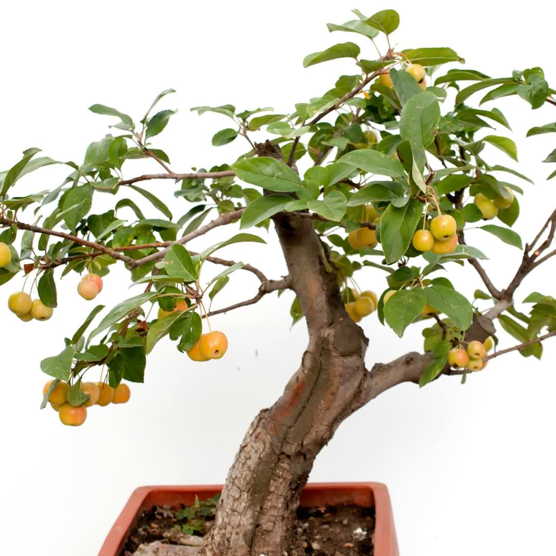 How to Bonsai and Care for a Citrus Bonsai Lemon Tree