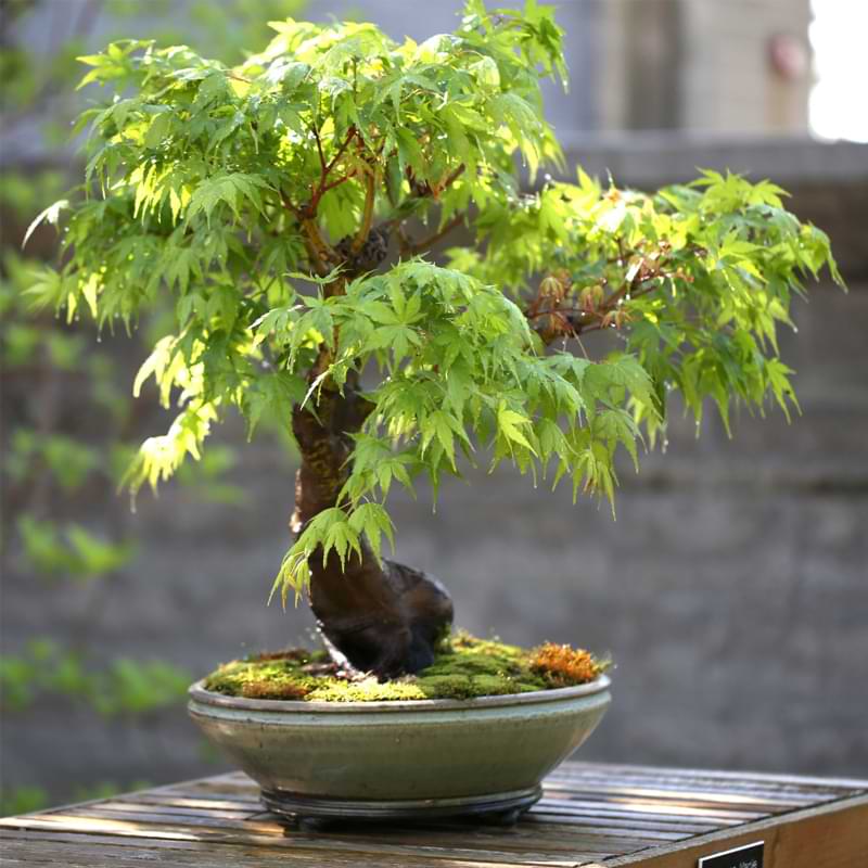 bonsai-trees-new-full-sun