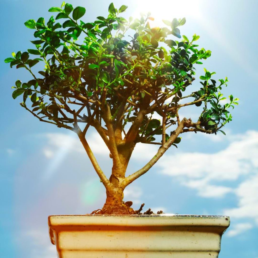 do-bonsai-trees-need-full-sun