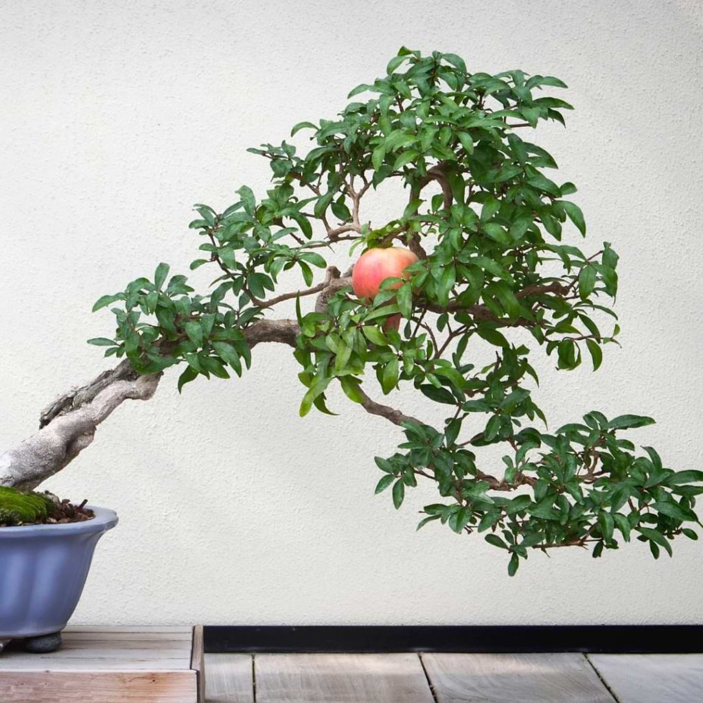 Pomegranate Bonsai Tree Pomegranate Bonsai Tree
