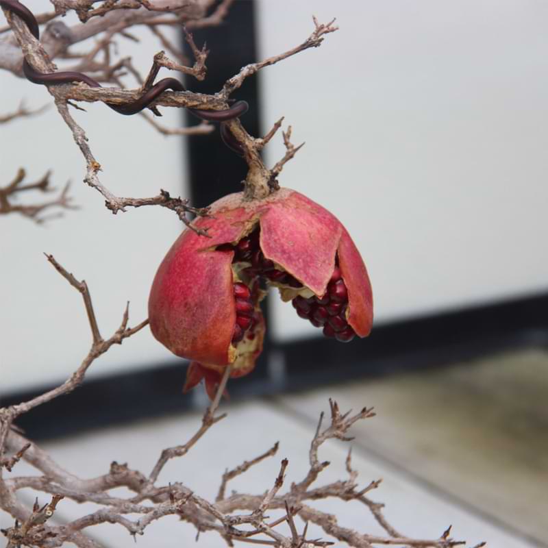 Pomegranate-Bonsai-Care