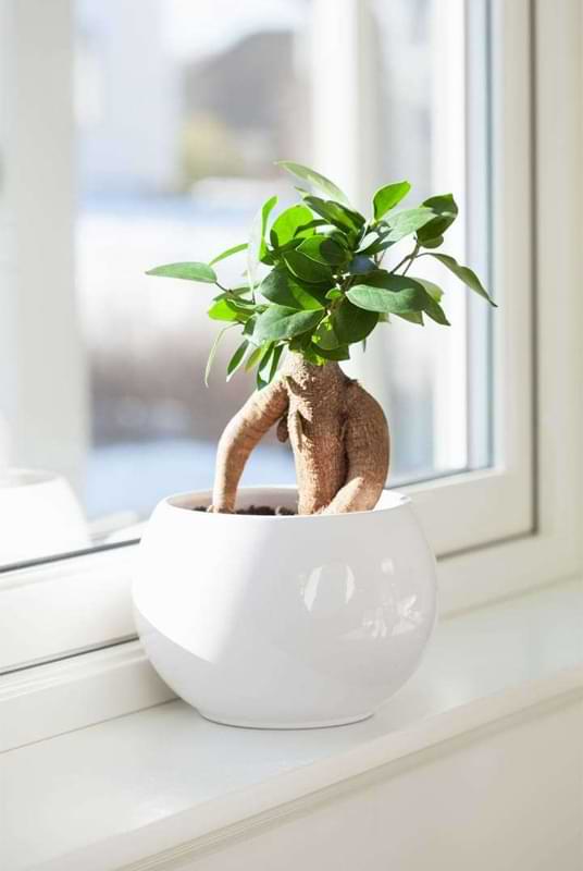 Bonsai Tree Live in Pot Indoor Plant Bonsai Pot Ceramic