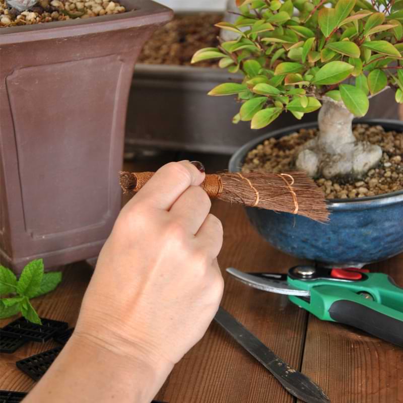 Bonsai Starter Kit - 5-Piece Set 