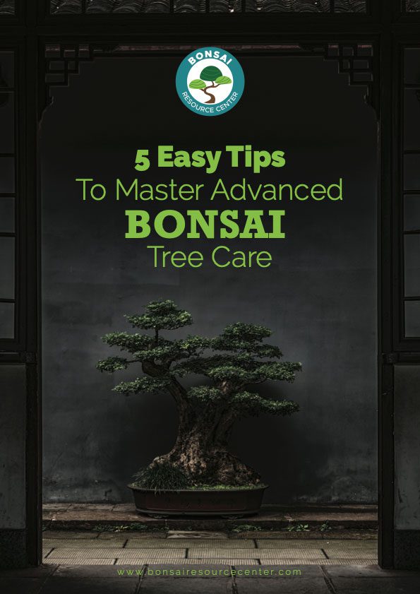 Bonsai-Tree-Care-Ebook