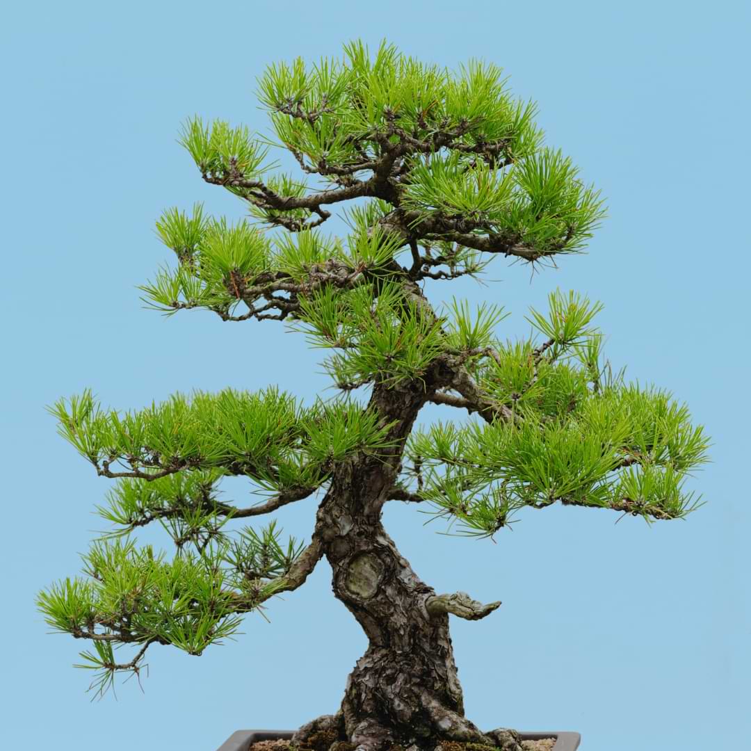 Growing Japanese Black Pine Bonsai | Care Guide