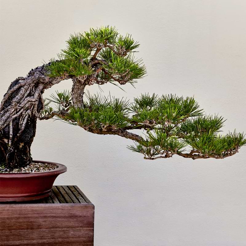 Japanese-Black-Pine2