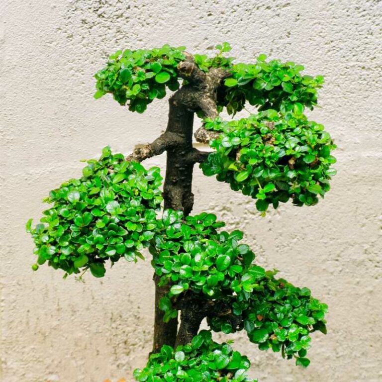 Fukien Tea Bonsai (Carmona Bonsai) Tree Care & Growing Guide