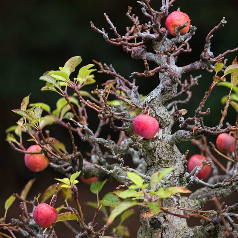 Bonsai-Apple-Tree