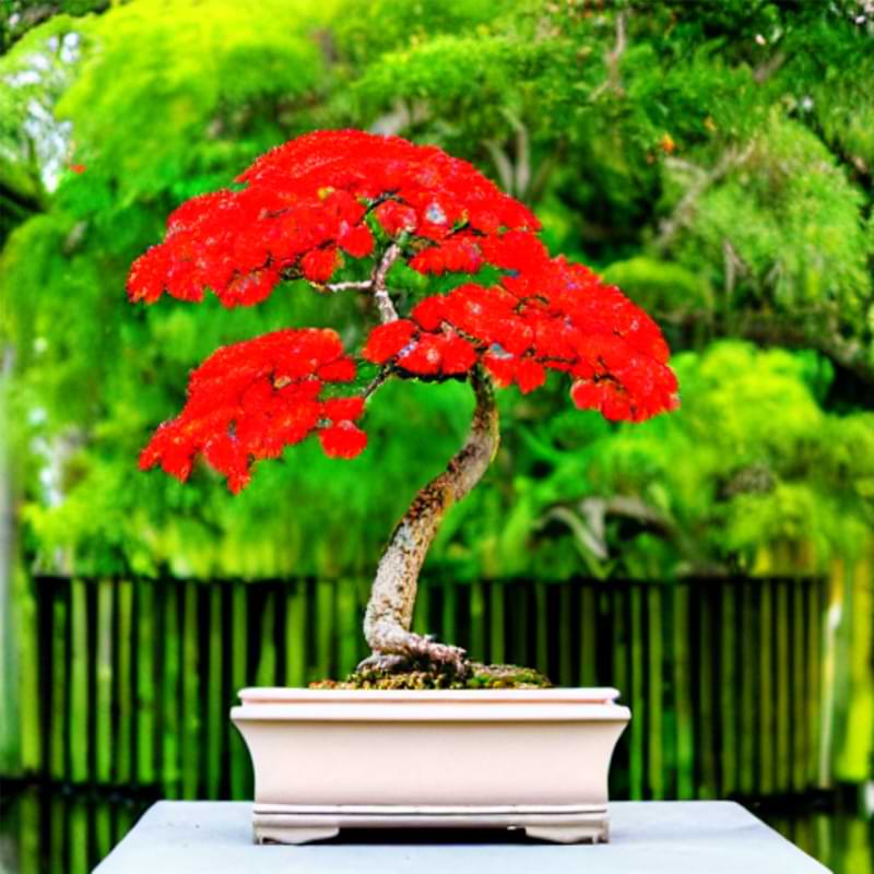 Royal Poinciana Bonsai