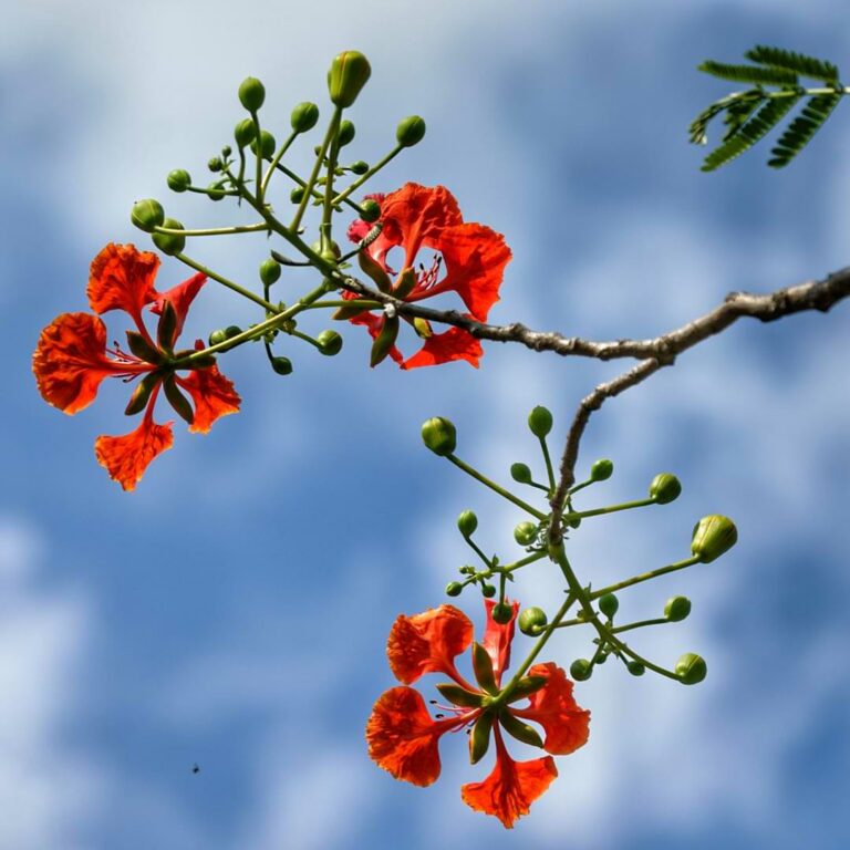 Royal Poinciana Bonsai Flame Tree Care & Growing Guide