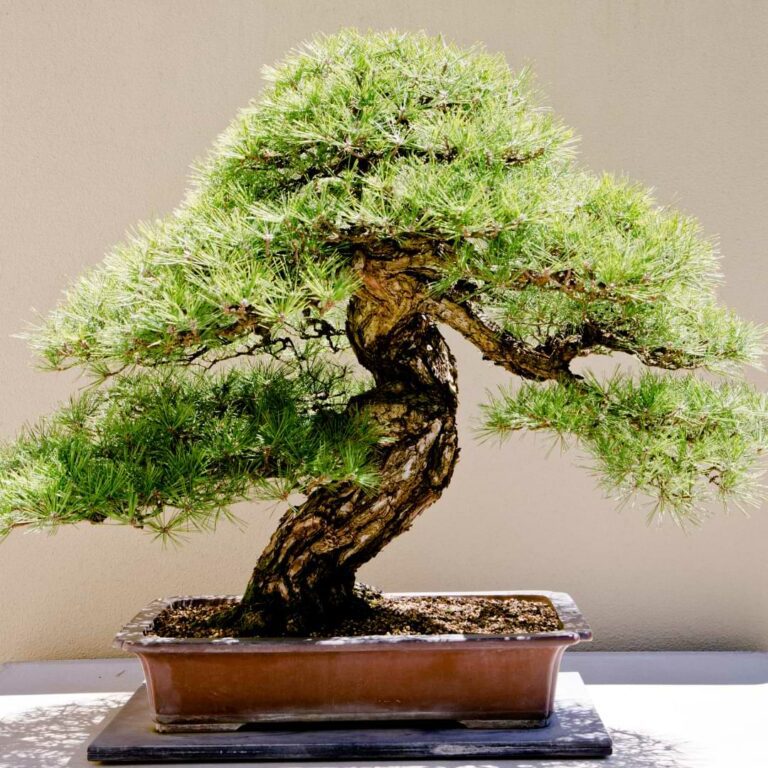 Dwarf Mugo Pine Bonsai | Pinus Mugus 'Mops’ Guide