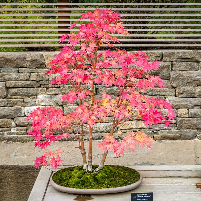 Japanese-Maple-Bonsai