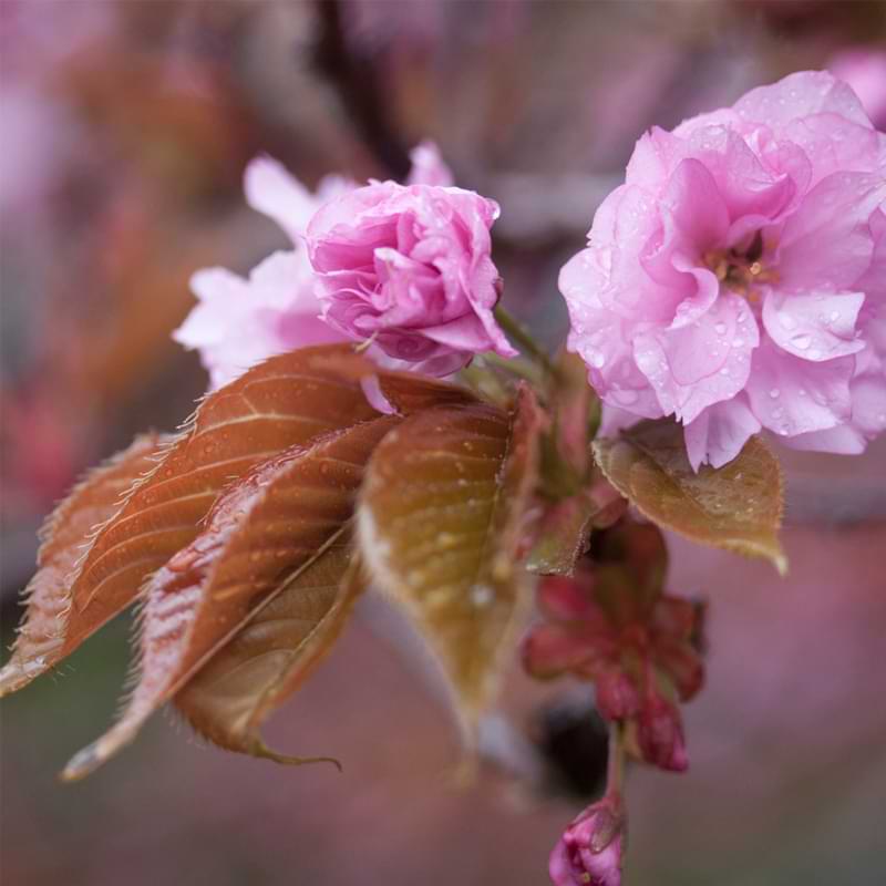 Kwanzan-Cherry-bonsai