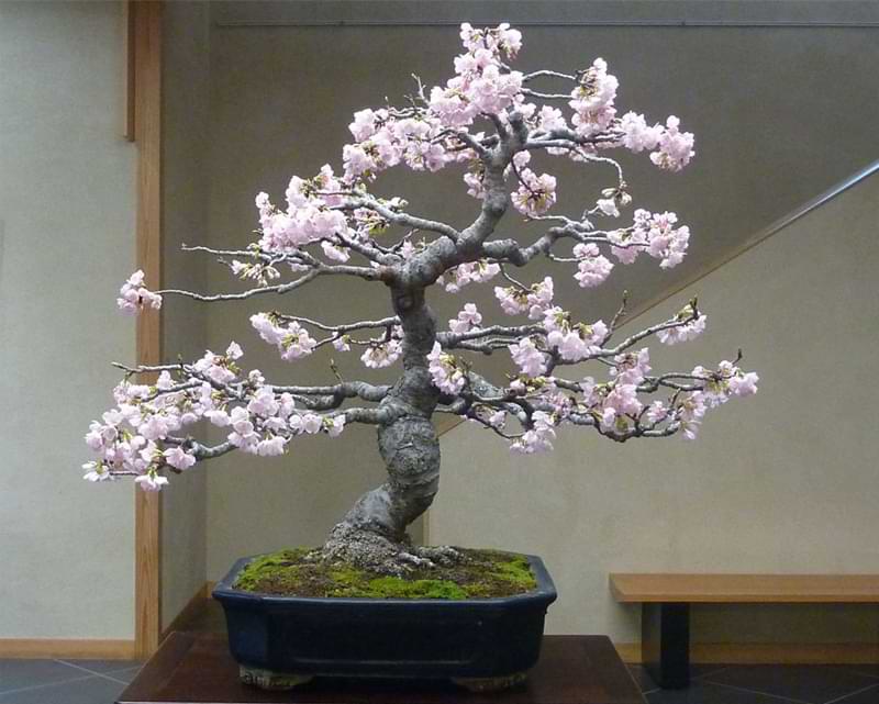 Pink-Sakura-Bonsai