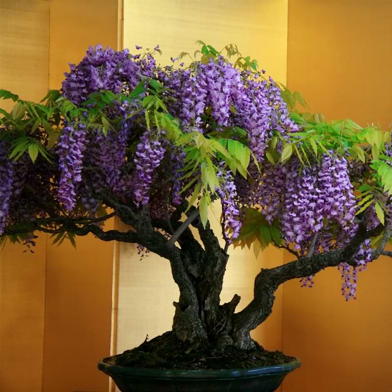 Wisteria-Bonsai