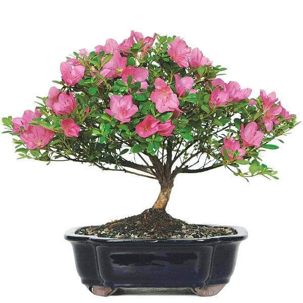 satsuki-azalea-bonsai-tree