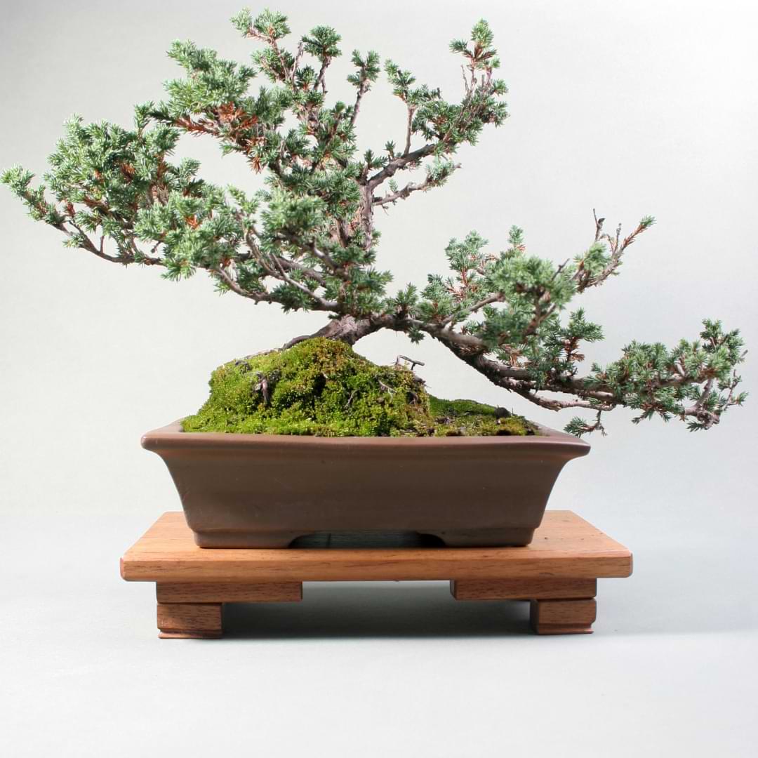 Cascade Bonsai Juniper Growing & Care Guide Bonsai Tree Resource
