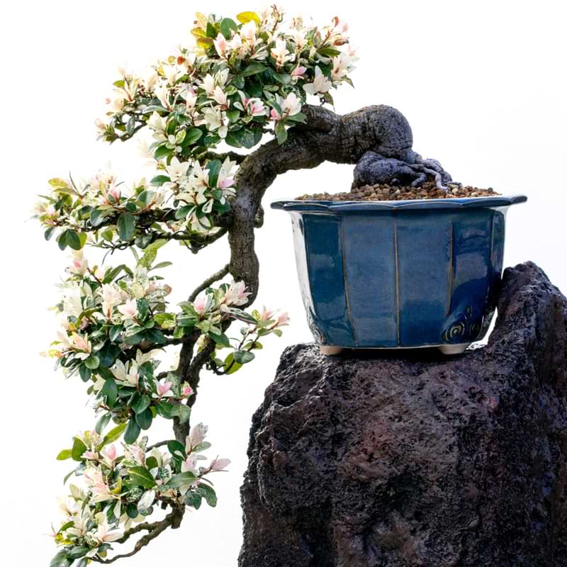 Bonsai - Medium Rock Juniper Bonsai Tree from  The old age  of the Bonsai tree strengthens the trees ability to withstand extremely  hardy and can withstand cold weather, but provide protection