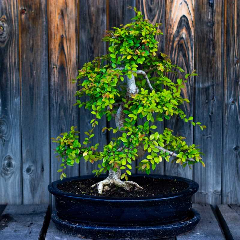 The Ultimate Guide to Chinese Elm Bonsai: Selecting, Growing, and Caring for Your Bonsai