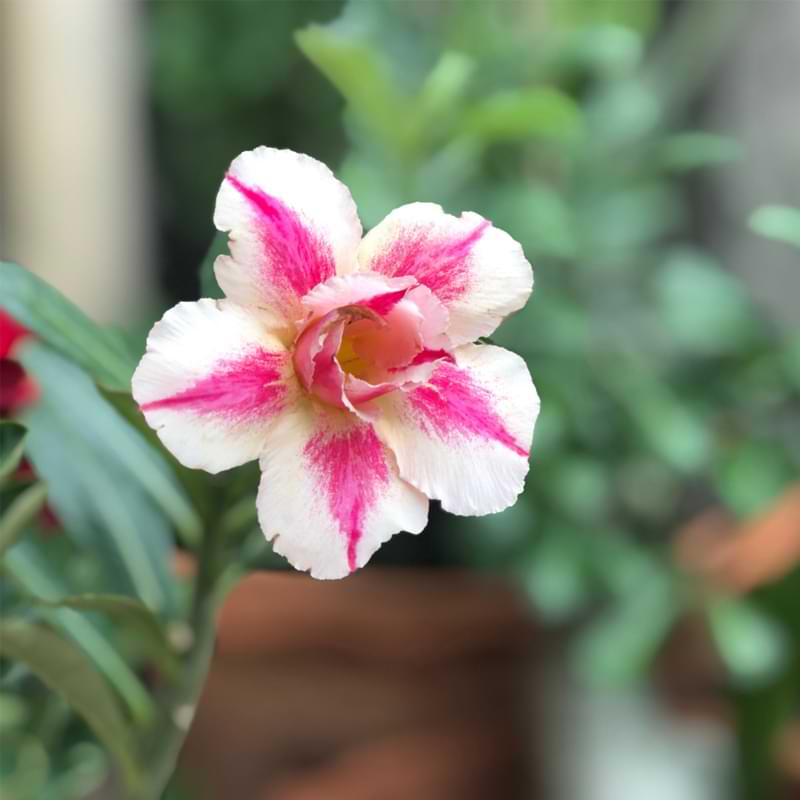 My desert rose is flowering. :) : r/Bonsai