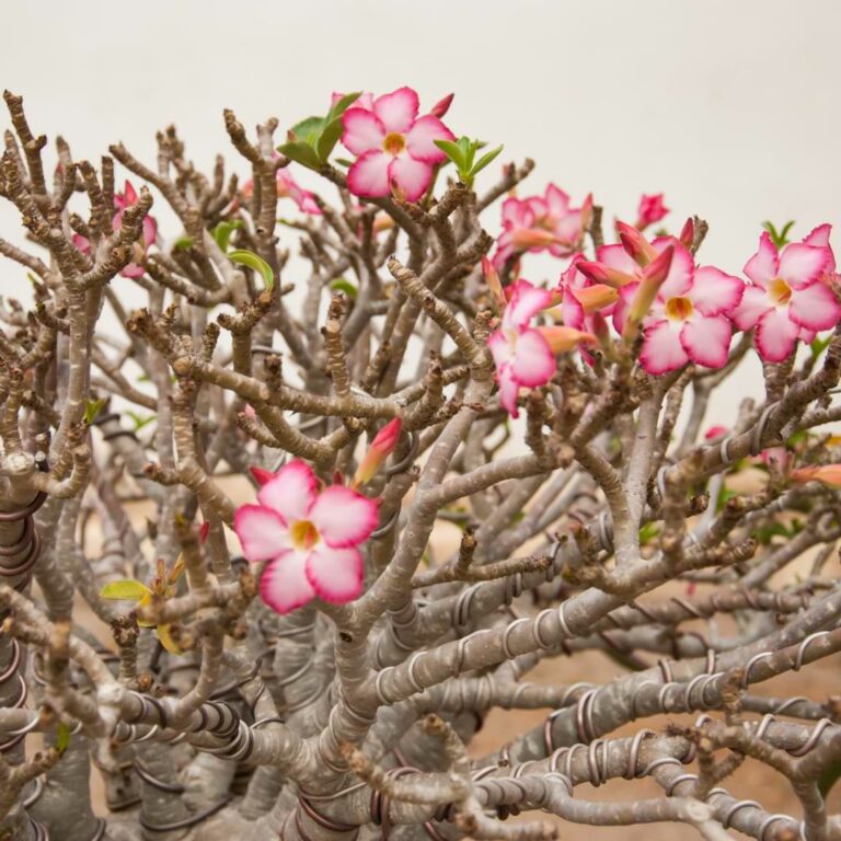 Desert Rose Bonsai Care Guide