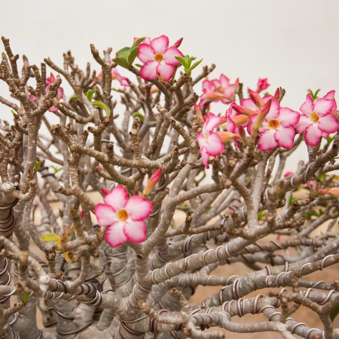 Desert Rose Bonsai Care Guide