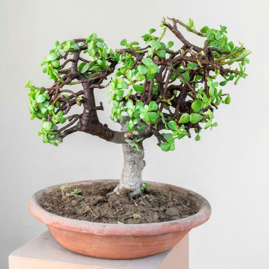 jade plant bonsai