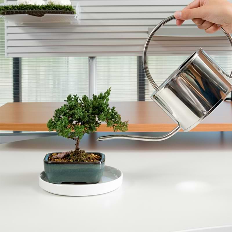 How to Water a Bonsai Tree: Helpful Tips