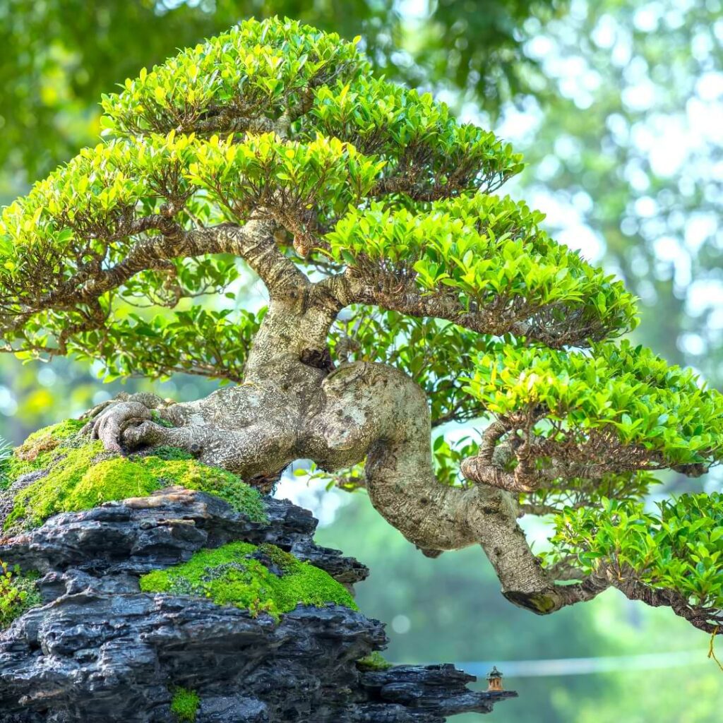 How to Make a Bonsai Grow New Branches