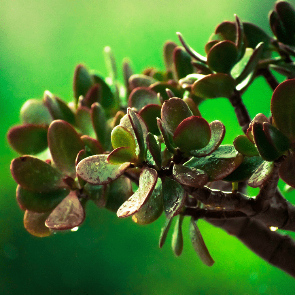 how to make a bonsai grow new branches 2