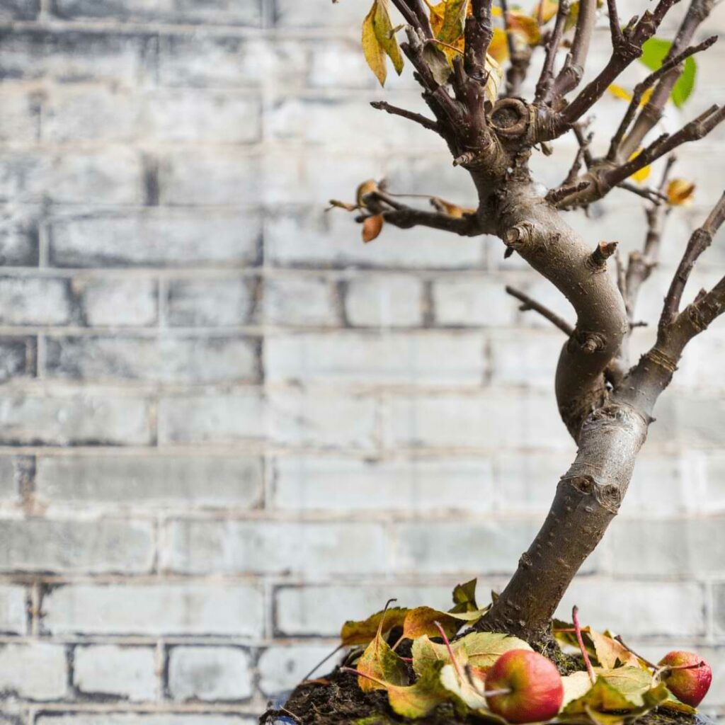 Why Bonsai Lose Their Leaves in Winter