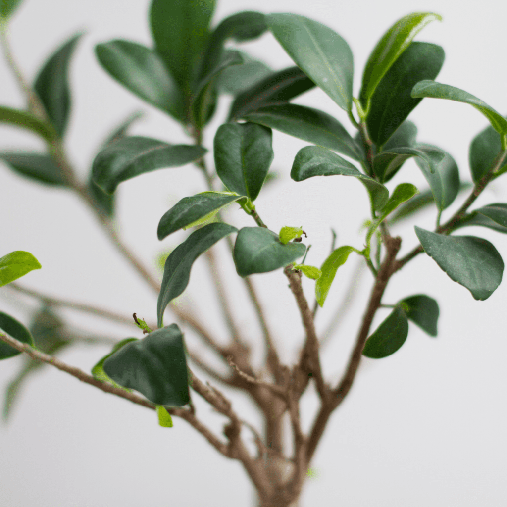 It’s common for trees outdoors to lose their leaves in cold winter, but why do bonsai lose their leaves in winter if they always live inside?