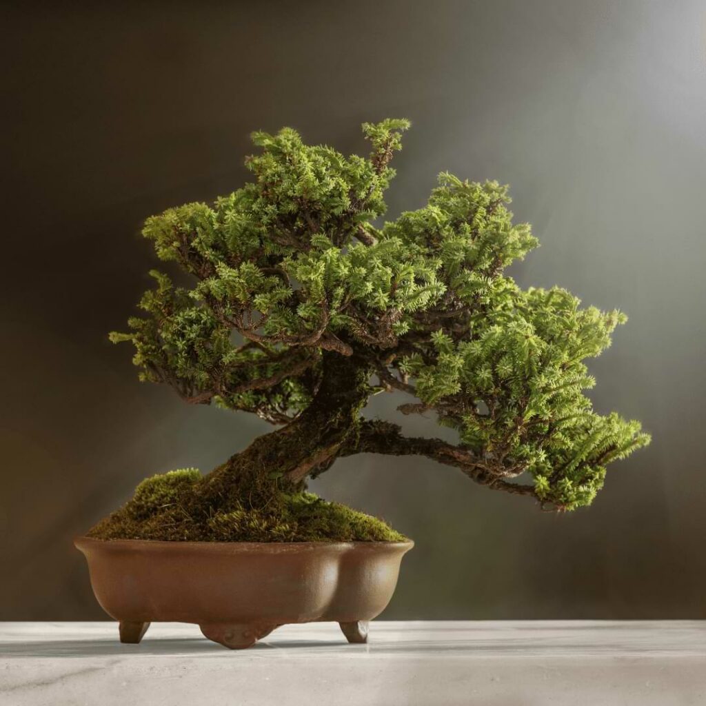 Why Do Bonsai Have Shallow Pots