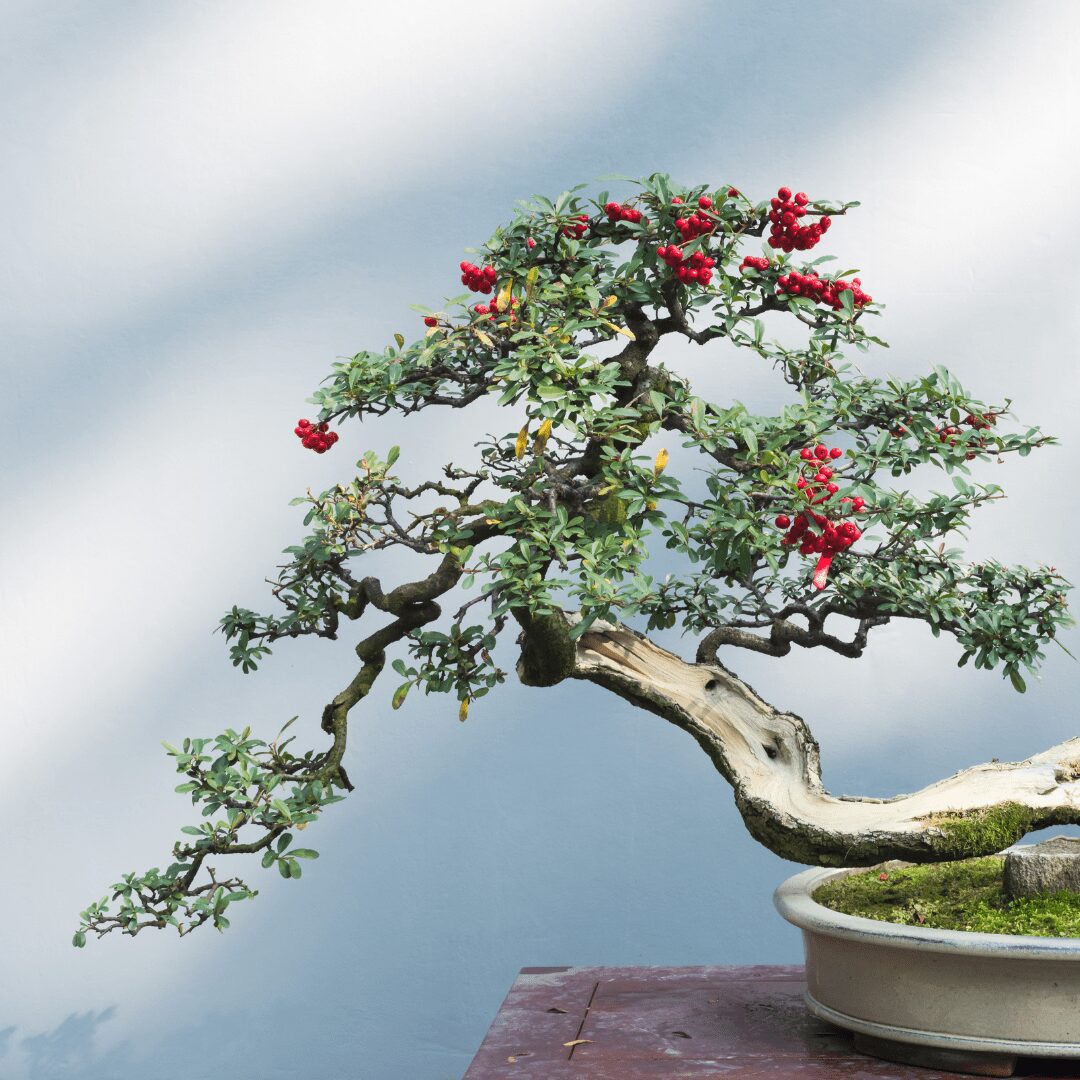 Best Fruit Trees To Bonsai Bonsai Resource Center