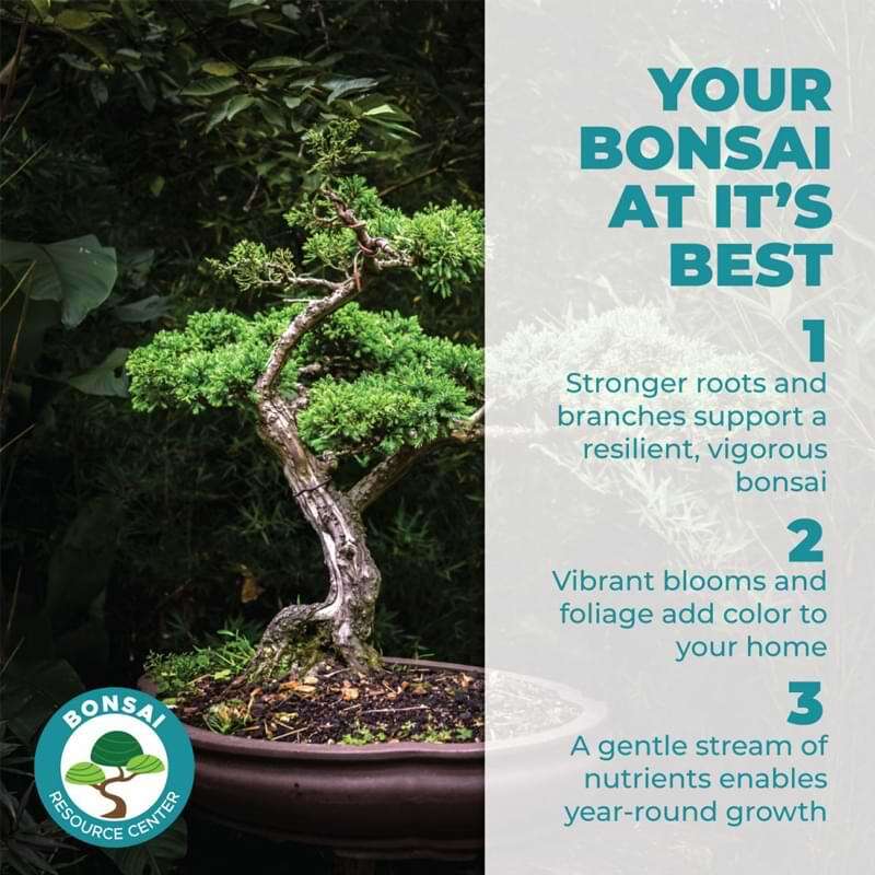 Bonsai Tree Food