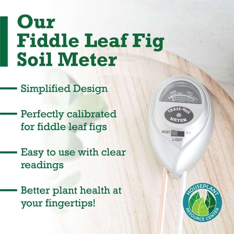 How to Use a Moisture Meter to Know When to Water Your Fiddle Leaf Fig