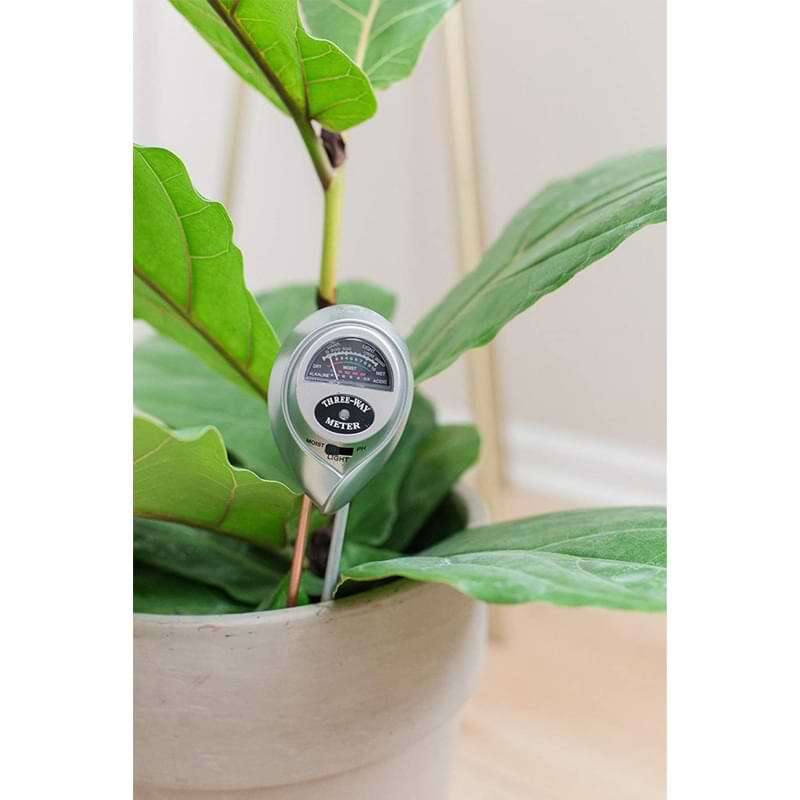 Fiddle Leaf Fig Plant Food Moisture Meter